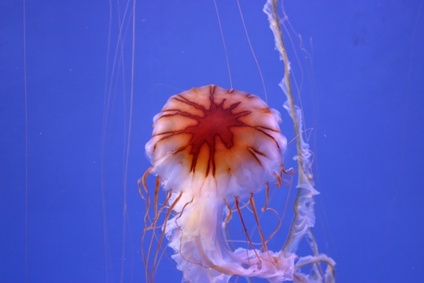 Jellyfish Chicago Aquarium Maintenance
