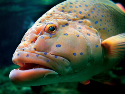 Grouper Chicago Aquarium Maintenance