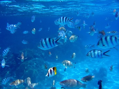 Saltwater Fish Chicago Aquarium